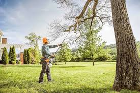 Best Palm Tree Trimming  in Cedar Glen West, NJ