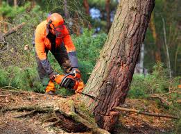 Best Leaf Removal  in Cedar Glen West, NJ