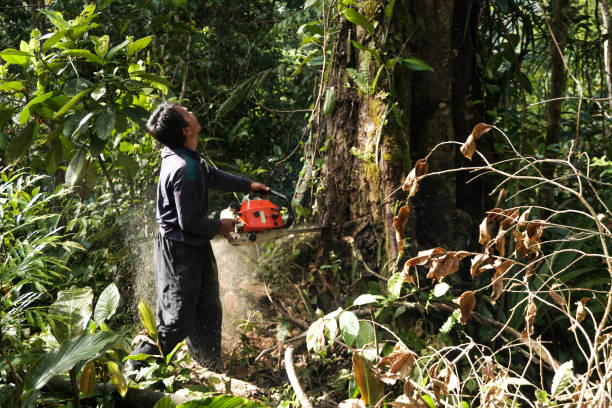 Best Root Management and Removal  in Cedar Glen West, NJ