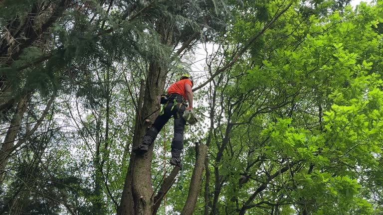 How Our Tree Care Process Works  in Cedar Glen West, NJ