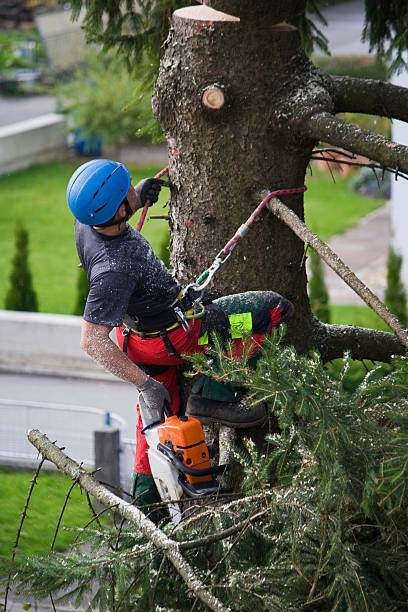 Best Tree Disease Treatment  in Cedar Glen West, NJ