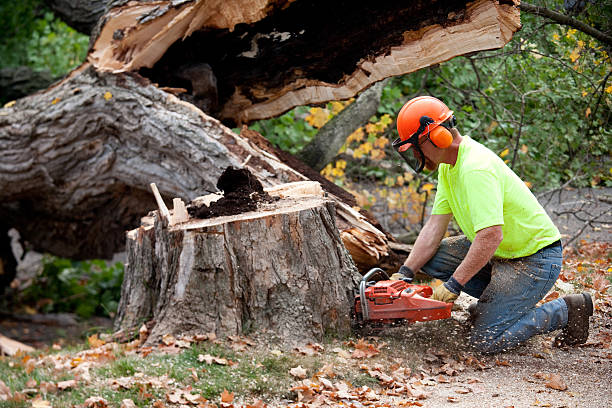 Reliable Cedar Glen West, NJ Tree Services Solutions