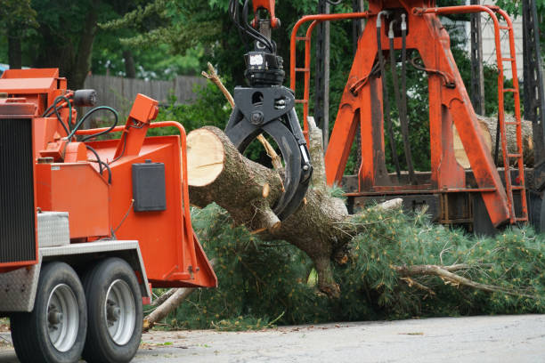 Best Tree Risk Assessment  in Cedar Glen West, NJ