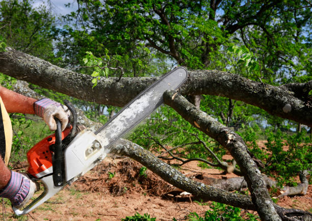 Best Tree Mulching  in Cedar Glen West, NJ